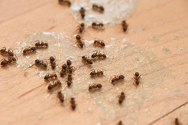 Best Cockroach Control Services  in Bushnell, FL